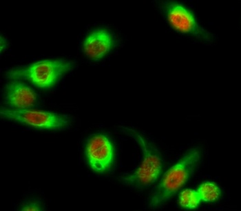 GATA-2/3 rabbit pAb Antibody
