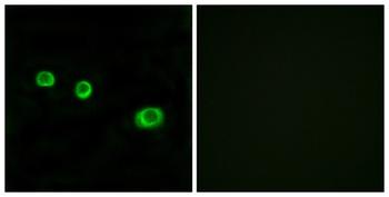 GBP1 rabbit pAb Antibody