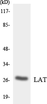 LAT rabbit pAb Antibody