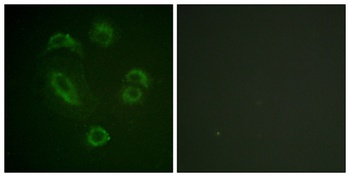 BAM32 (phospho Tyr139) rabbit pAb Antibody