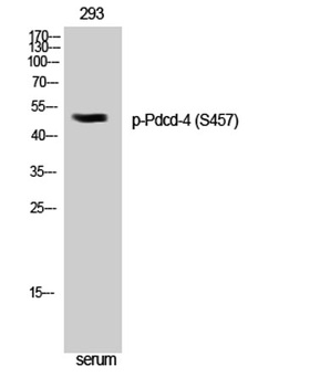 Pdcd-4 (phospho Ser457) rabbit pAb Antibody