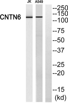 Contactin 6 rabbit pAb Antibody