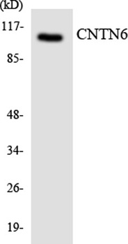 Contactin 6 rabbit pAb Antibody