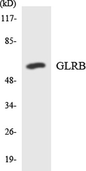 GlyRβ rabbit pAb Antibody