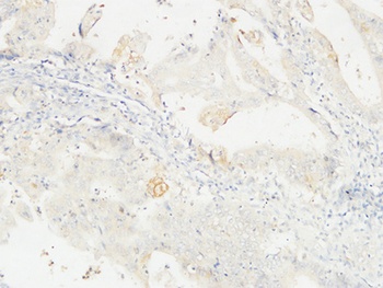 14-3-3 σ rabbit pAb Antibody