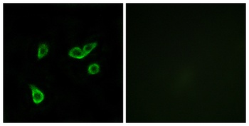 GPR35 rabbit pAb Antibody