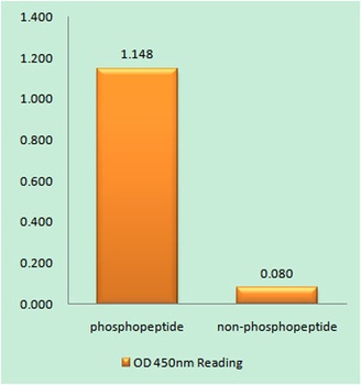 GRB10 (phospho Tyr67) rabbit pAb Antibody
