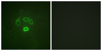 GRB10 (phospho Tyr67) rabbit pAb Antibody