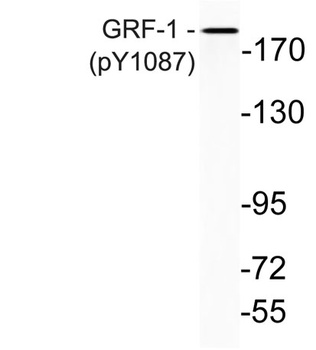 GRF-1 (phospho Tyr1087) rabbit pAb Antibody