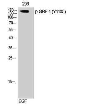 GRF-1 (phospho Tyr1105) rabbit pAb Antibody