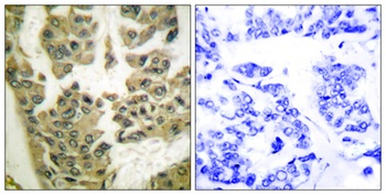 GRF-1 (phospho Tyr1105) rabbit pAb Antibody