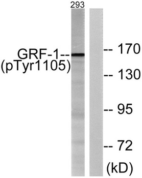 GRF-1 (phospho Tyr1105) rabbit pAb Antibody