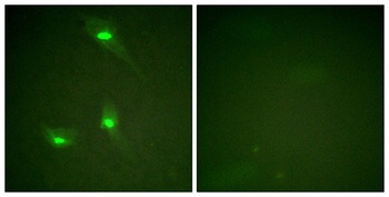 Rac GAP1 (phospho Ser387) rabbit pAb Antibody