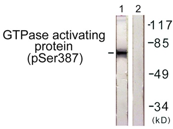 Rac GAP1 (phospho Ser387) rabbit pAb Antibody