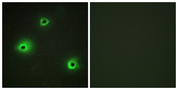 Granzyme H rabbit pAb Antibody