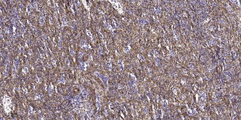 Granzyme H rabbit pAb Antibody