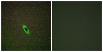 Granzyme A rabbit pAb Antibody