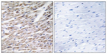 Granzyme A rabbit pAb Antibody