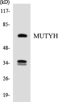 Granzyme A rabbit pAb Antibody