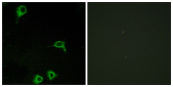 EMR2 rabbit pAb Antibody