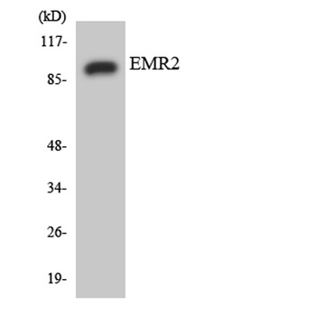 EMR2 rabbit pAb Antibody