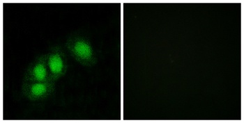 Hint1 rabbit pAb Antibody