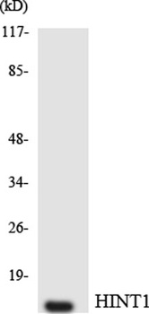 Hint1 rabbit pAb Antibody