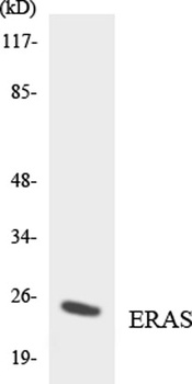 E-Ras rabbit pAb Antibody