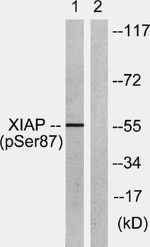 XIAP (phospho Ser87) rabbit pAb Antibody