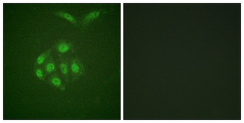 Survivin (phospho Thr117) rabbit pAb Antibody