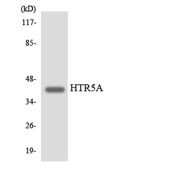 SR-5A rabbit pAb Antibody