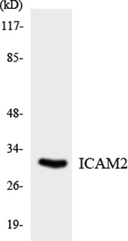 ICAM-2 rabbit pAb Antibody