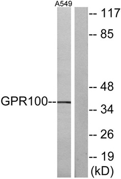 GPR100 rabbit pAb Antibody