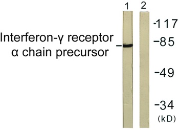 IFN-γRα rabbit pAb Antibody
