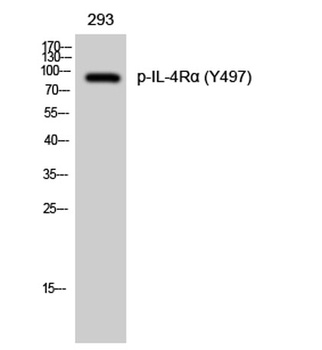 IL-4Rα (phospho Tyr497) Rabbit Polyclonal  Antibody