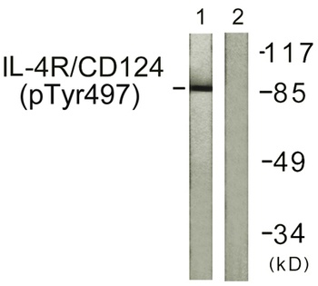 IL-4Rα (phospho Tyr497) Rabbit Polyclonal  Antibody