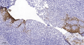 IL-4Rα (phospho Tyr497) Rabbit Polyclonal  Antibody