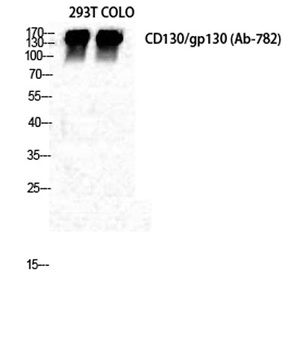 CD130 rabbit pAb Antibody