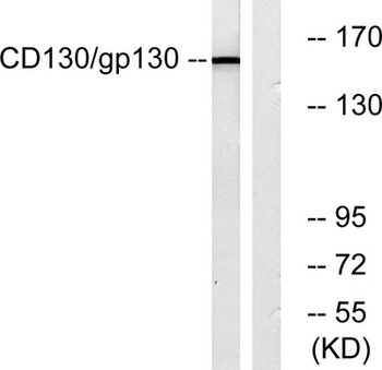 CD130 rabbit pAb Antibody