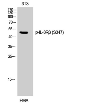 IL-8Rβ (phospho Ser347) rabbit pAb Antibody