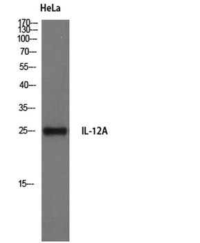 IL-12A rabbit pAb Antibody