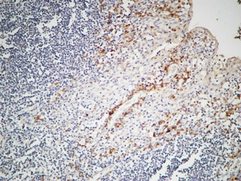IL-12A rabbit pAb Antibody