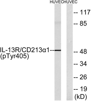IL-13Rα1 (phospho Tyr405) rabbit pAb Antibody