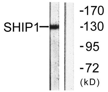 SHIP-1 rabbit pAb Antibody