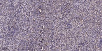 SHIP-1 rabbit pAb Antibody
