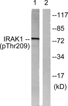 IRAK-1 (phospho Thr209) rabbit pAb Antibody
