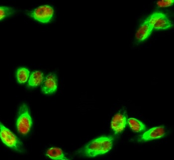 IRF-3 (phospho Ser385) rabbit pAb Antibody