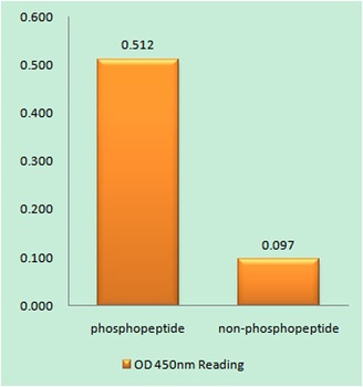 IRF-3 (phospho Ser385) rabbit pAb Antibody