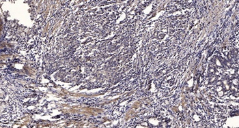 IRS-1 (phospho Tyr896) rabbit pAb Antibody
