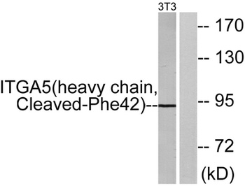Cleaved-Integrin α5 HC (F42) rabbit pAb Antibody